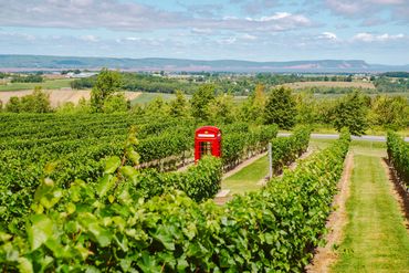 Luckett Vineyards on Annapolis Valley tour from Halifax with Supernova Tours