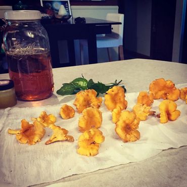 chanterelle harvest
west Asheville, NC