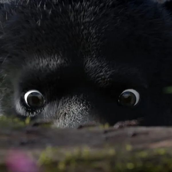 Close-up of a curious black animal peeking over a surface.