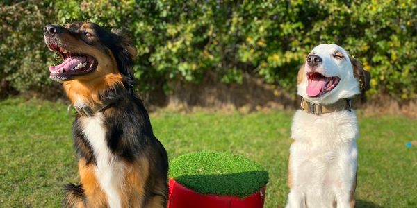 Dogs in private secure field