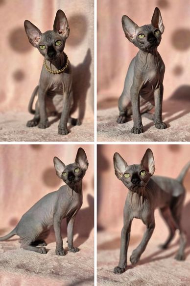 Four photos of a hairless Sphynx cat with green eyes posing against a soft pink background.