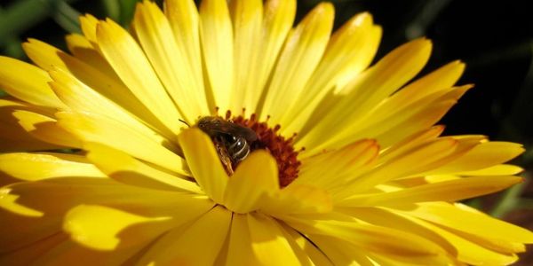 A Bee pollinating a sunflower