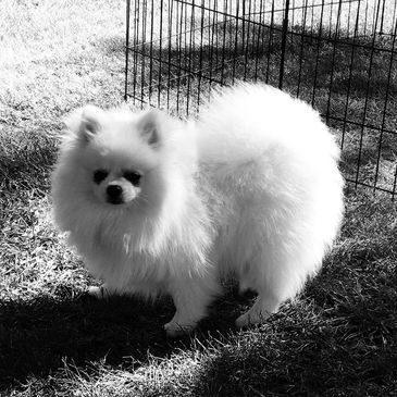 Fluffy white Pomeranian standing outside near a wire fence.