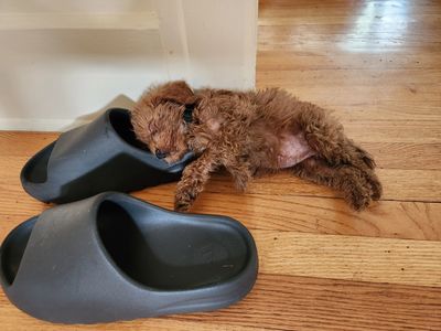 Sleeping Micro Goldendoodle puppy