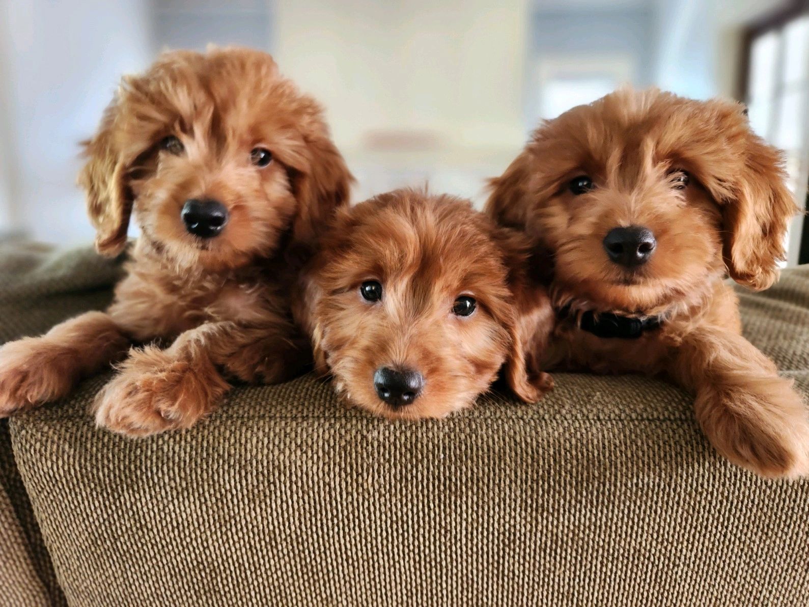 Puppies for Sale Grand Rapids Goldendoodles