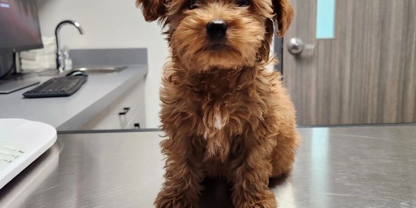 This is Teddy a Micro Mini Goldendoodle at the Vet getting shots and a puppy checkup.