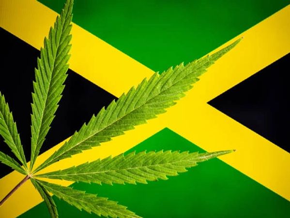 Marijuana leaf overlaid on the Jamaican flag.