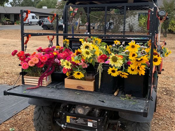 farm fresh flowers, sunflowers, zinnias