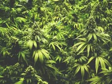 Dense green cannabis plants with mature buds.