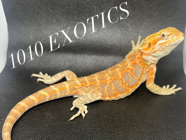 This handsome boy hatched 03/28/24 he has a very chill personality and loves to be handled. 

