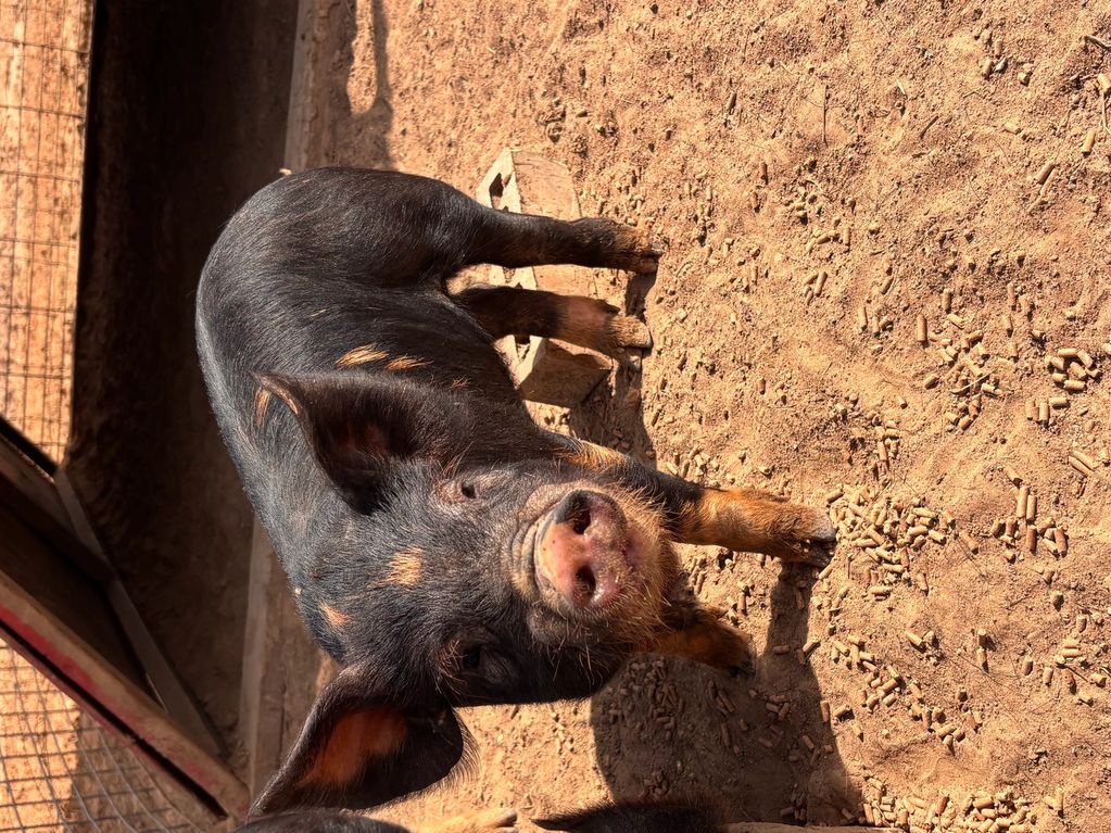 Black pig with some brown spots standing on dirt inside a pen.