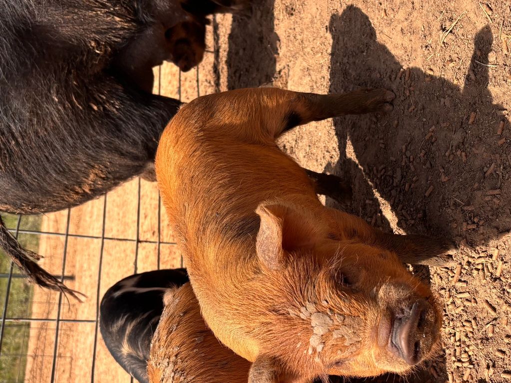 A reddish-brown piglet standing on dirt near other pigs.