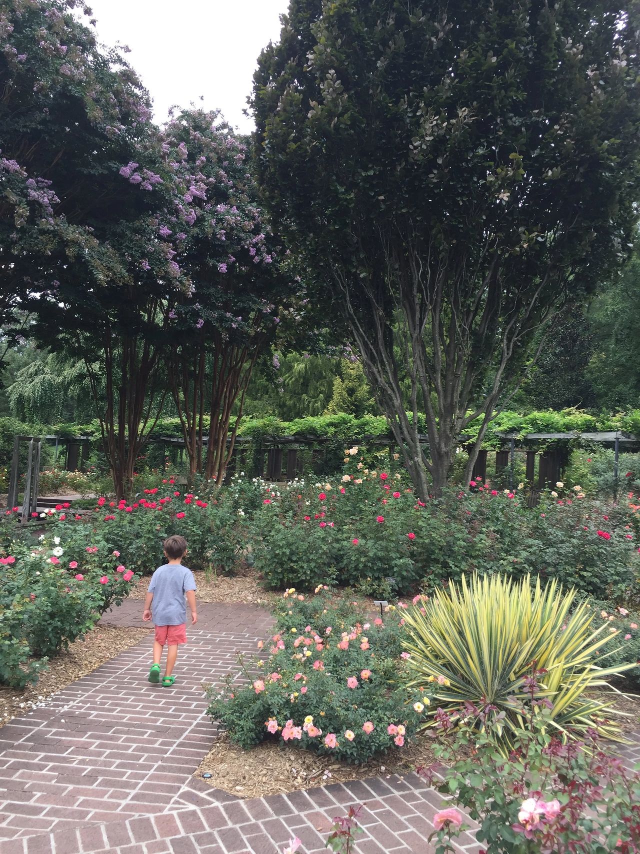 Little boy walking through garden