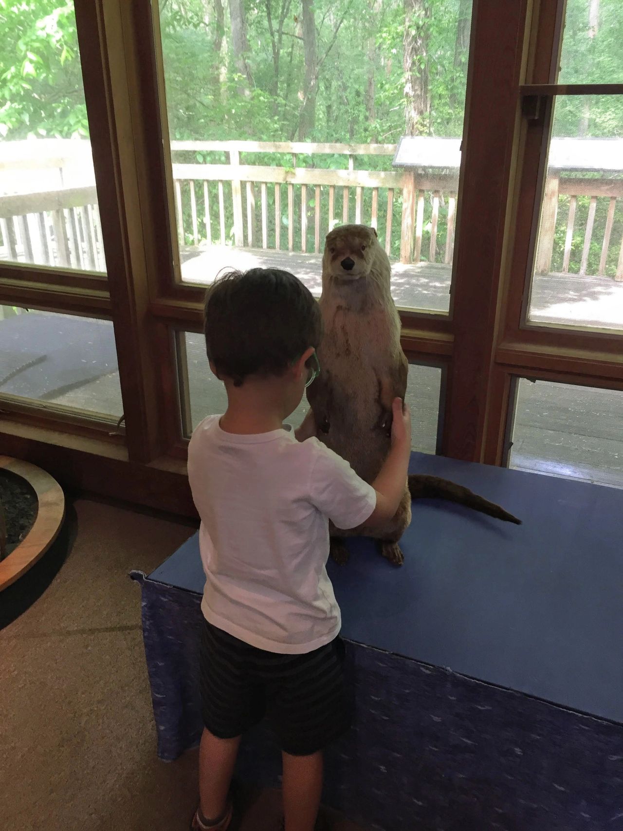Young boy examining a taxidermy