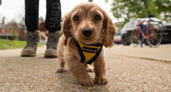 The Elmwood Village is walkable and dog friendly