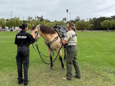 Two uniformed officers prepare a horse in a grassy park area.