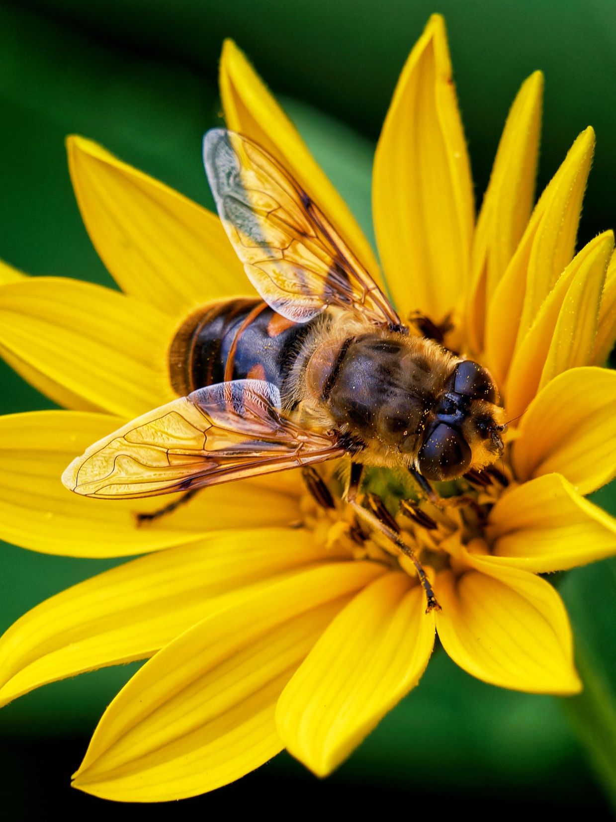 Bee : Canva