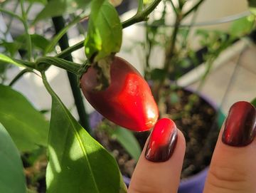Close-up of a red chili pepper on a plant with a finger nearby.