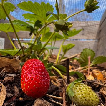 A ripe red strawberry and an unripe green strawberry growing on the plant in soil.