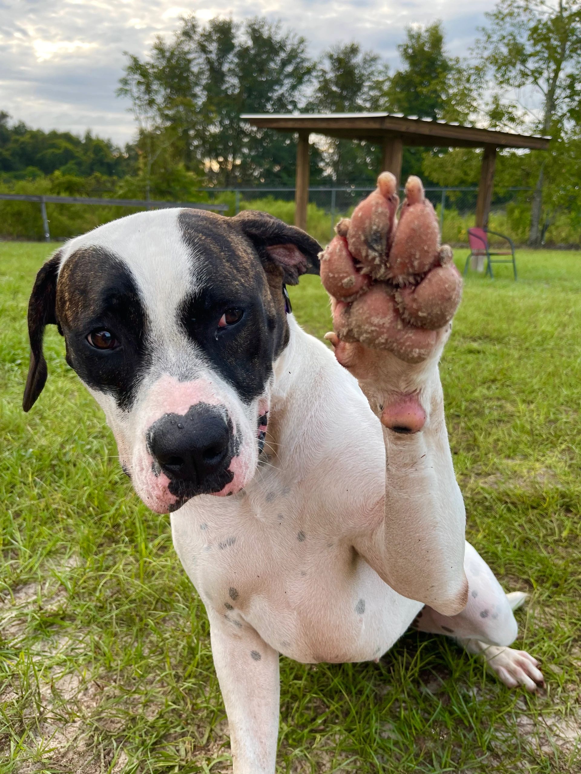 Williston animal group adopt a dog rescue dogs animal shelter