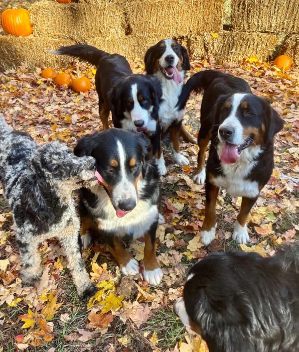 ✨Our four mamas & 2 daddy’s of Willow Springs Doodles & Berners program! 💚✨