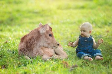 1 year old boy with cow in the grass
