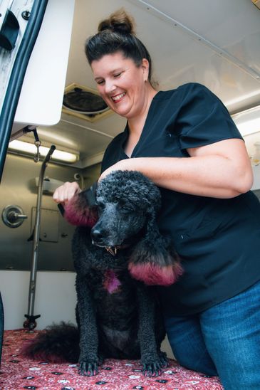 Woman grooming black poodle with pink-tipped ears.