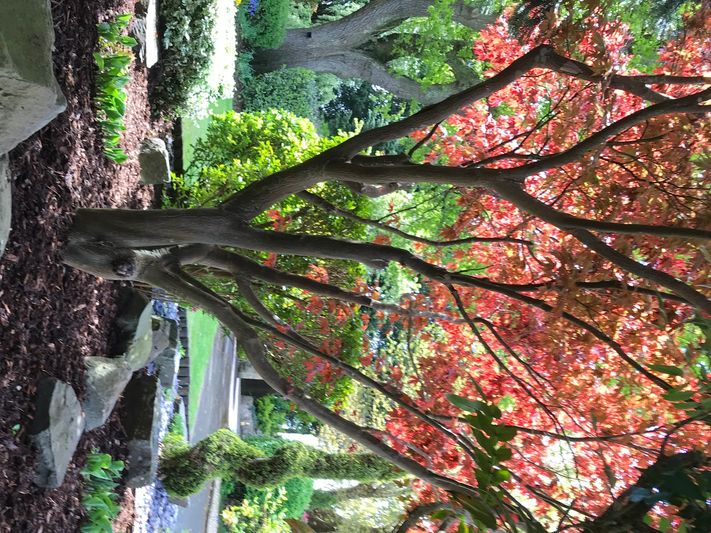 Border freshly laid with bark for mulch to control weeds