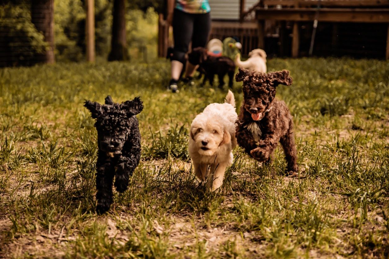 Tambres homegrown doodles