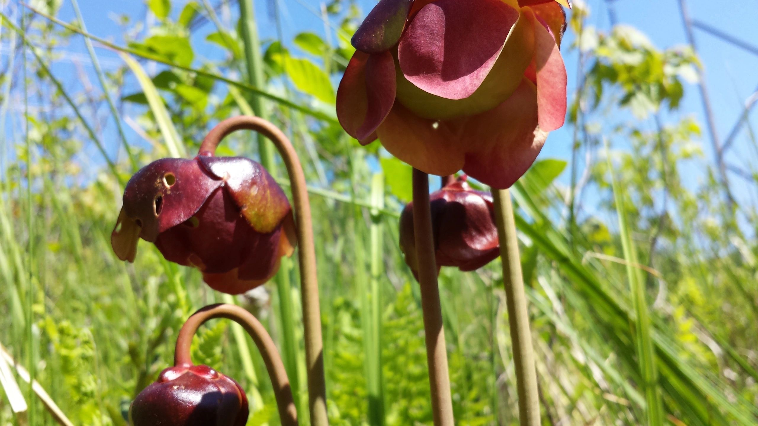 Basswood Environmental