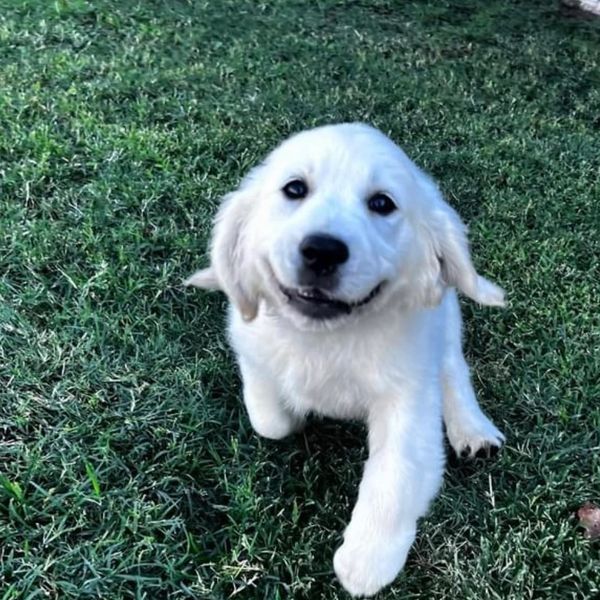 Polar Paws Pups is the Premier breeder of English Cream Golden Retrievers in Arizona