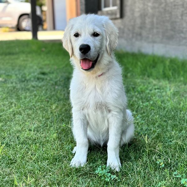 Polar Paws Pups is the Premier breeder of English Cream Golden Retrievers in Arizona