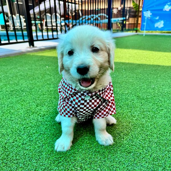 Polar Paws Pups is the Premier breeder of English Cream Golden Retrievers in Arizona