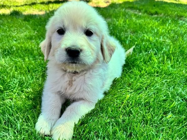 Polar Paws Pups is the Premier breeder of English Cream Golden Retrievers in Arizona