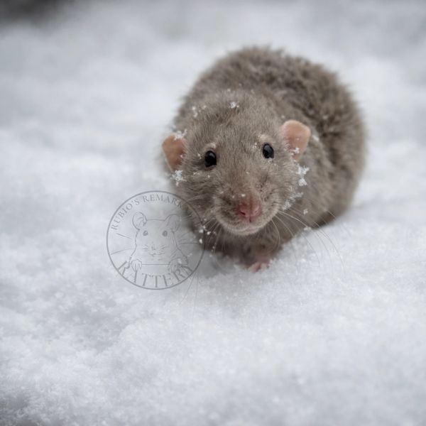 A cute brown rat with snowflakes on its face in the snow.