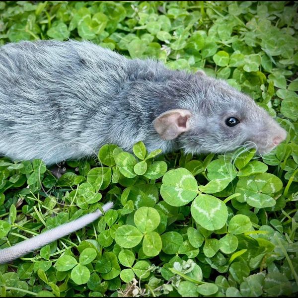 A gray rat with black eyes resting on green clover leaves.