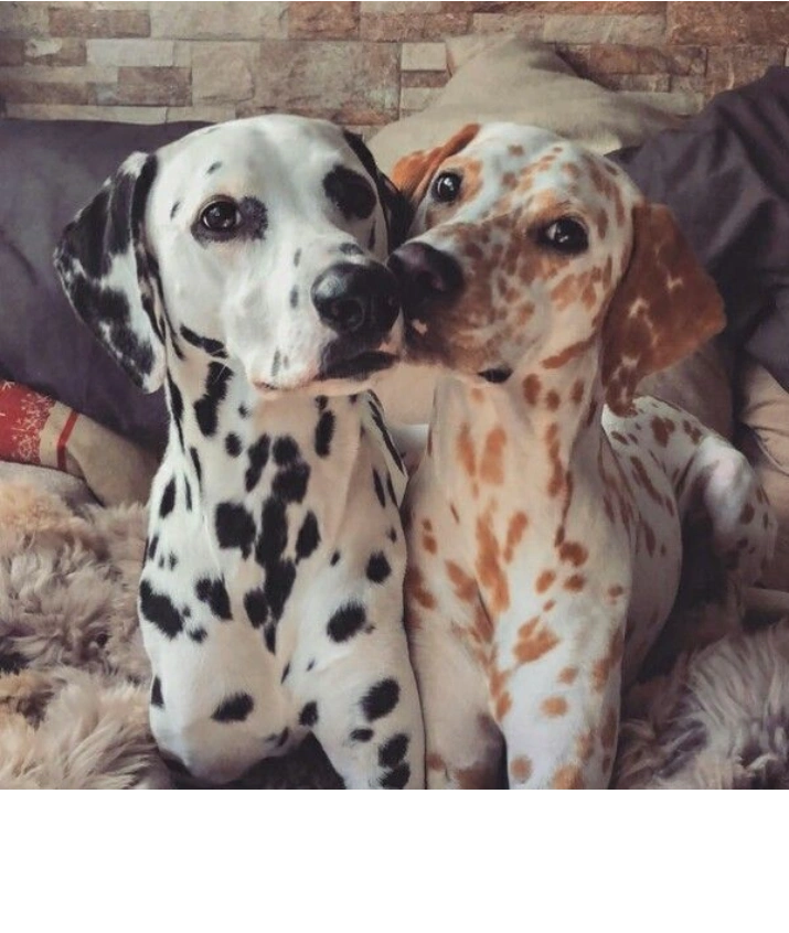 are dalmatians a rare breed