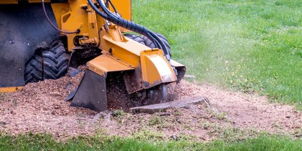 Stump Grinding , Stump Removal , Stump Grinder , Tree Services , Palm Services
