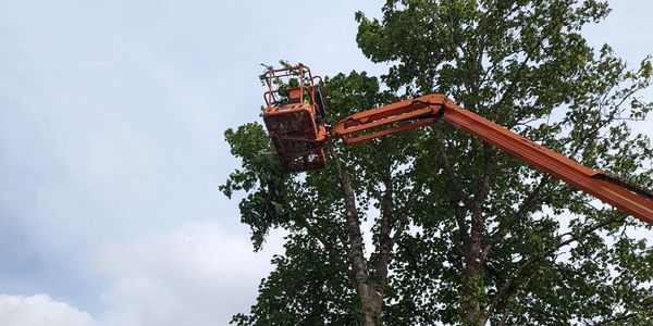 Tree surgery, Cherry Picker, MEWP,