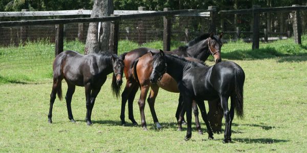 wildwood farm whidbey island horses playing