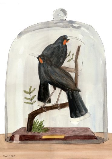 A pair of extinct Huia