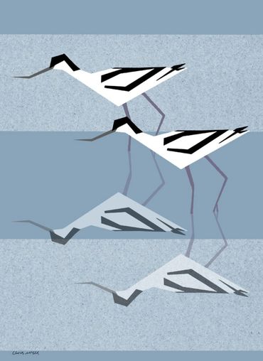 A pair of wading Avocets