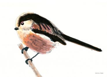 Pen drawing of a Long-tailed Tit