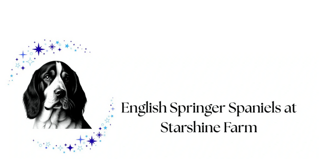 English Springer Spaniels at Starshine Farm
