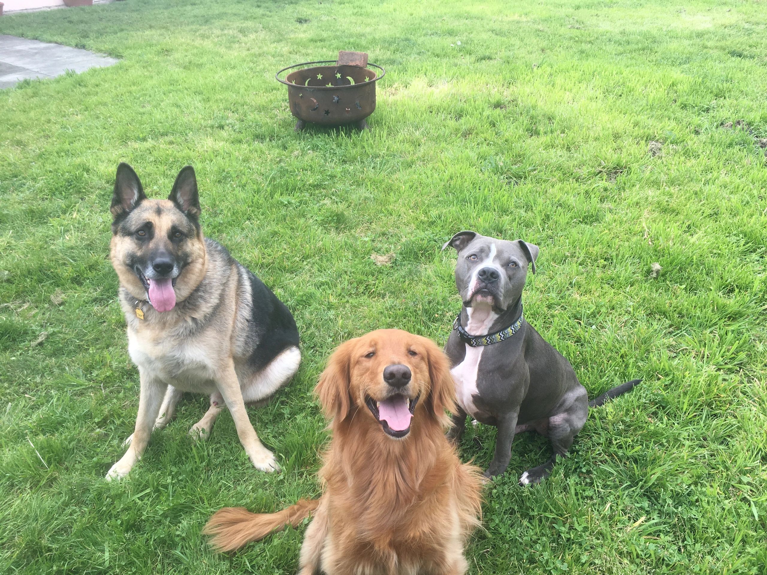 HMBS Fairy DogMother LLC