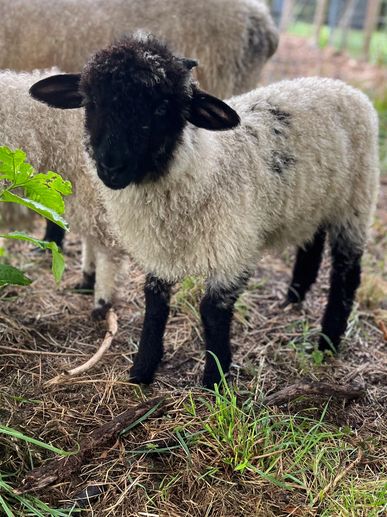 A lamb with a black face and legs stands on grass and dirt.