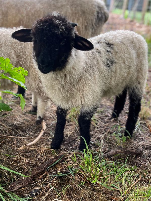A lamb with a black face and legs stands on grass and dirt.
