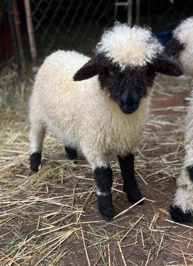 A fluffy sheep with black face and legs.