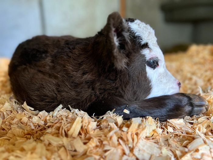Miniature Cows Hope Creek Livestock