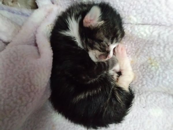 Sleeping kitten